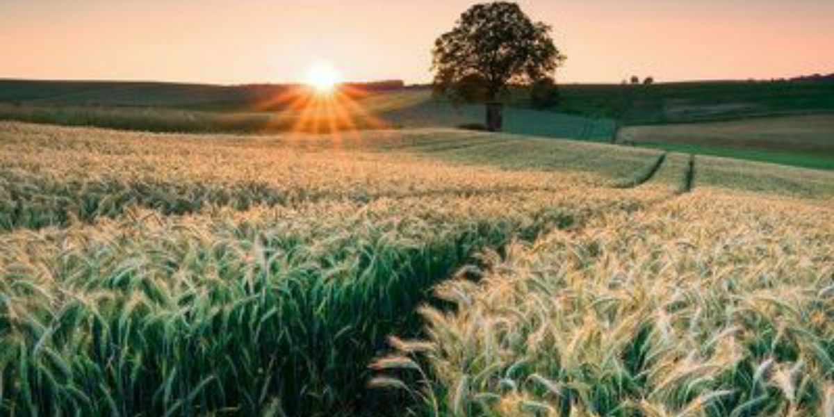 Farming WhatsApp Group