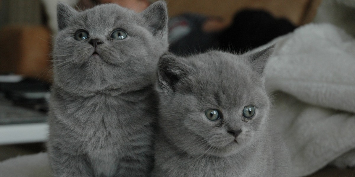 Cats WhatsApp Group