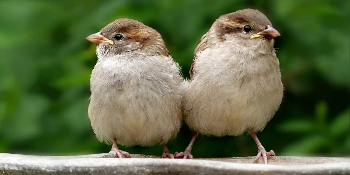 Birds WhatsApp Group