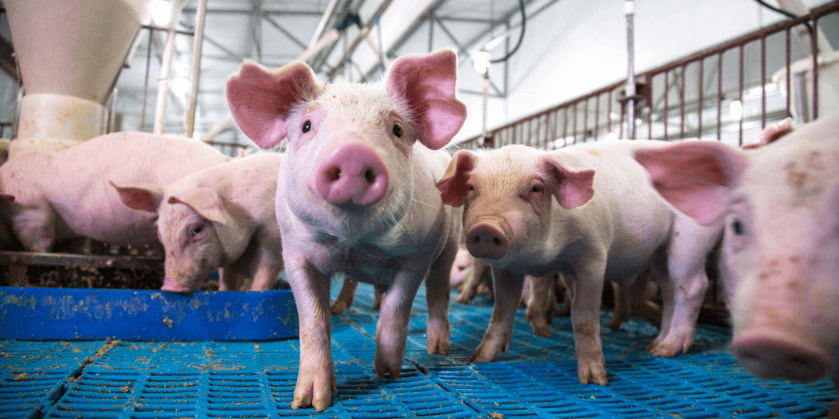 Pigs WhatsApp Group Links