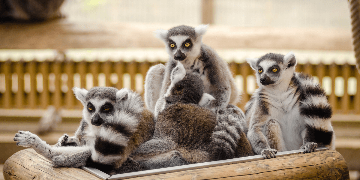 Madagascar WhatsApp Group