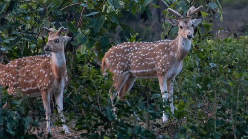 Jim Corbett WhatsApp Group Links