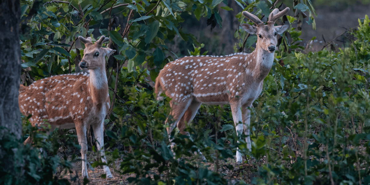 Jim Corbett WhatsApp Group Links