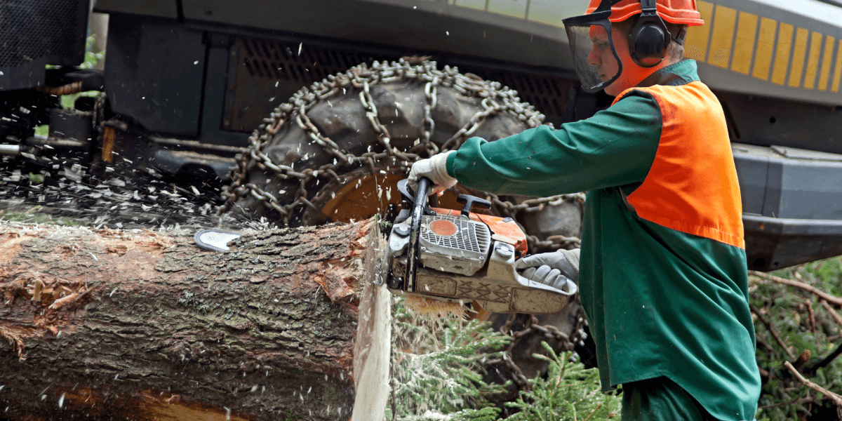 Forestry WhatsApp Group Links