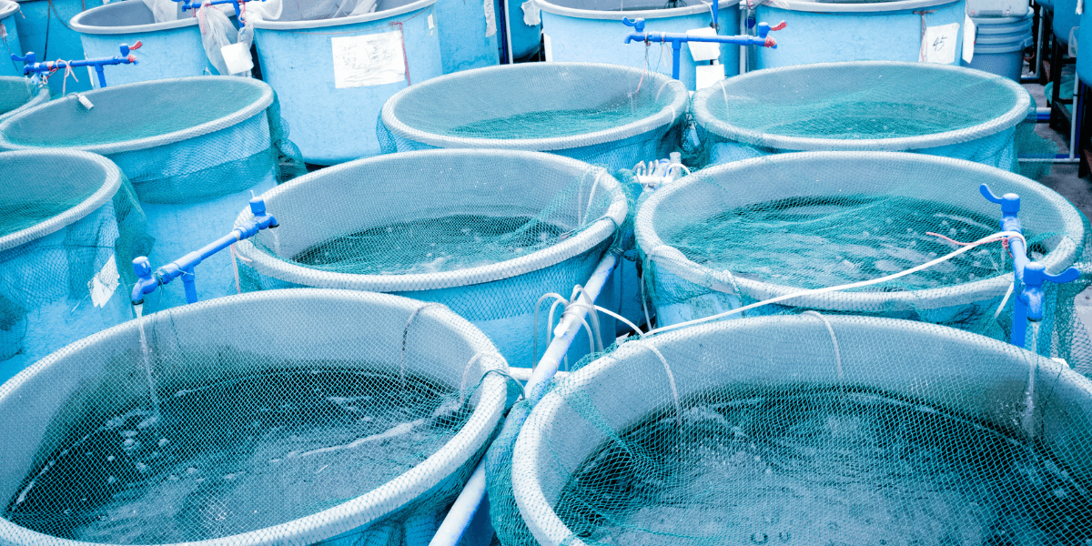 Fish Farming WhatsApp Group Links