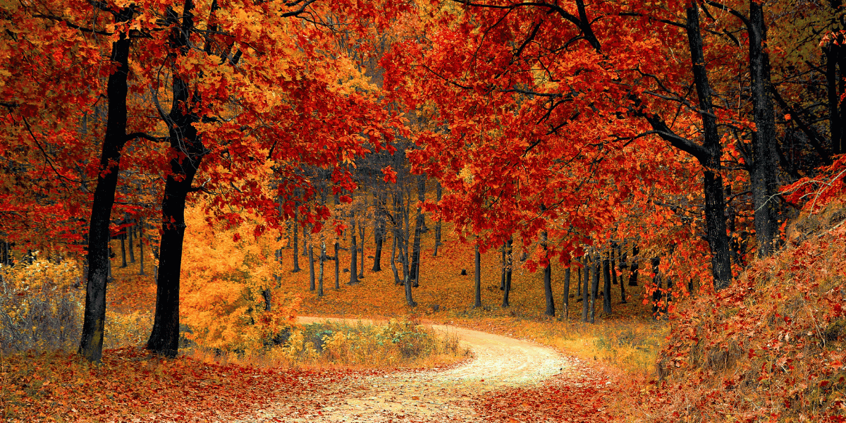 Autumn WhatsApp Group Links