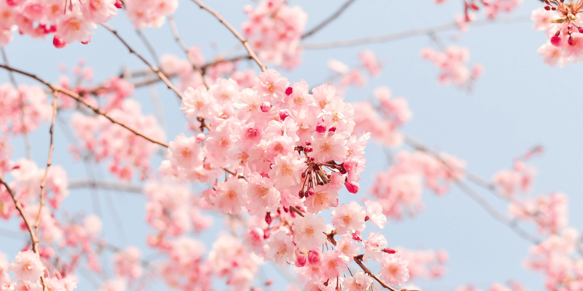 Spring WhatsApp Group Links