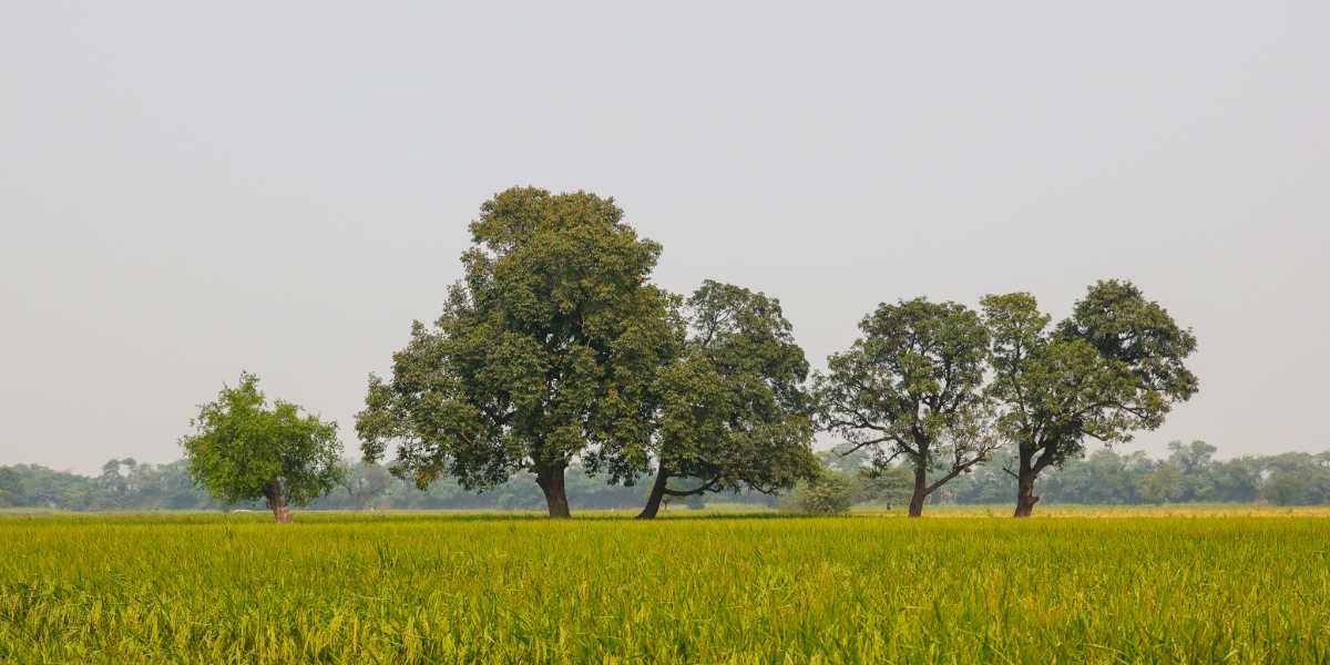 Patiala WhatsApp Group Links